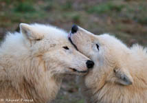 Wildpark Alte Fasanerie